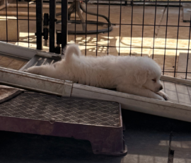 Pippin & Nova Litter 5/26