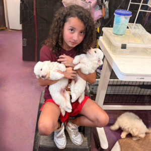 1876570794 Inside Our Maremma Puppy Program