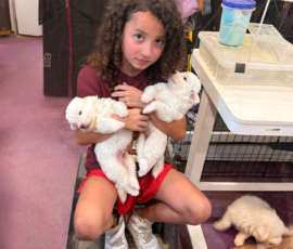 Pippin & Electra Litter 5/26