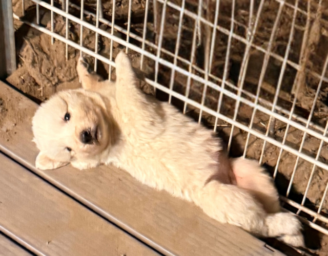 1041534209 Available Maremma Puppies