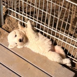3582439875 Inside Our Maremma Puppy Program