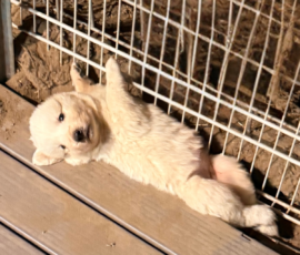 Pippin & Marisa Litter 5/26