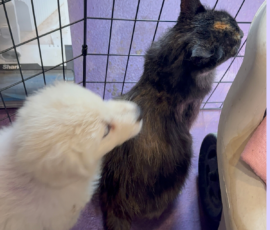 Pippin & Marisa Litter 5/26