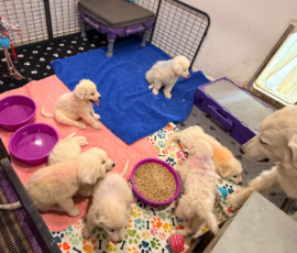 Pippin & Electra Litter 5/26