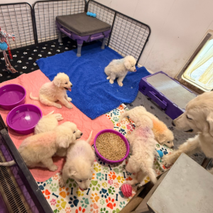 322052296 Inside Our Maremma Puppy Program