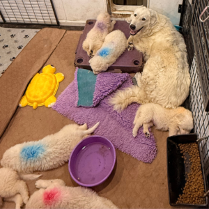 2323971608 Inside Our Maremma Puppy Program