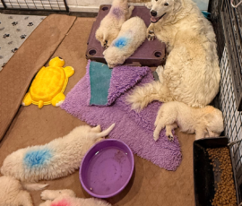Pippin & Electra Litter 5/26