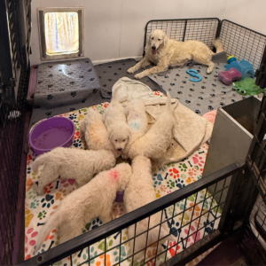 2876284988 Inside Our Maremma Puppy Program