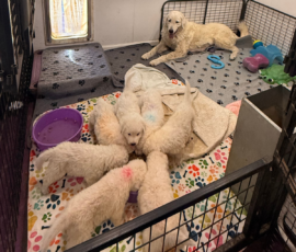Pippin & Electra Litter 5/26