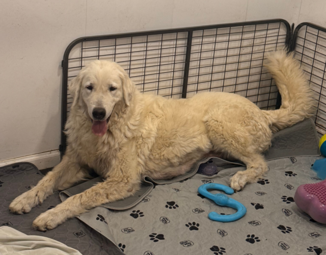 Available Maremma Puppies