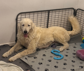 Pippin & Electra Litter 5/26