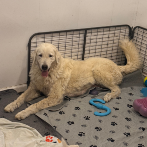 3351992374 Inside Our Maremma Puppy Program