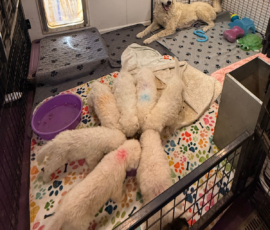 Pippin & Electra Litter 5/26