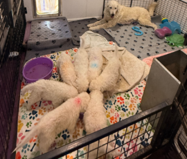 Pippin & Electra Litter 5/26