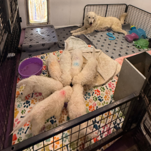 4058691543 Inside Our Maremma Puppy Program