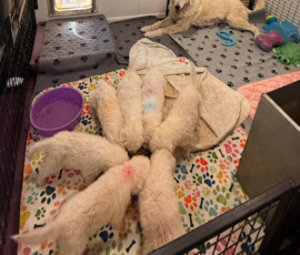 Pippin & Electra Litter 5/26