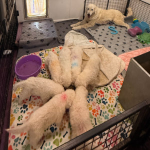 2546181244 Inside Our Maremma Puppy Program