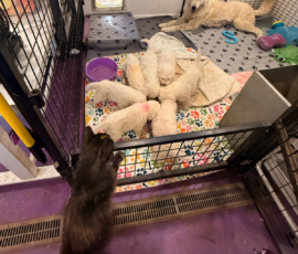 Pippin & Electra Litter 5/26