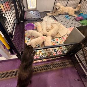 681396163 Inside Our Maremma Puppy Program