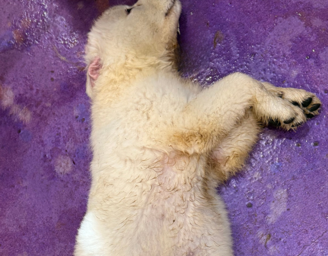3701007251 Available Maremma Puppies