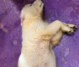 Pippin & Marisa Litter 5/26