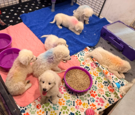Pippin & Electra Litter 5/26