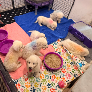817478443 Inside Our Maremma Puppy Program