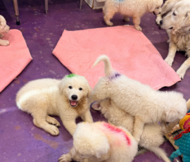 Pippin & Marisa Litter 5/26