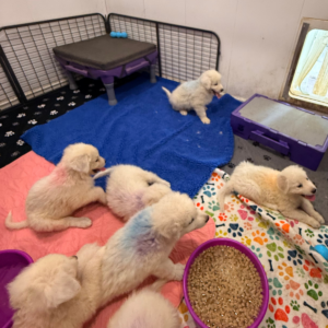 1336086396 Inside Our Maremma Puppy Program