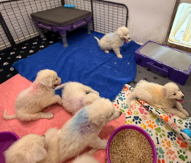 Pippin & Electra Litter 5/26