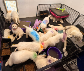 Pippin & Marisa Litter 5/26