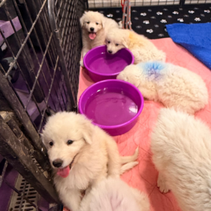 1061688136 Inside Our Maremma Puppy Program