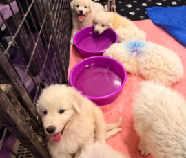 Pippin & Electra Litter 5/26