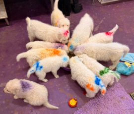 Pippin & Marisa Litter 5/26