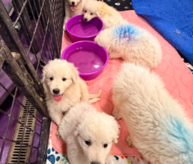 Pippin & Electra Litter 5/26