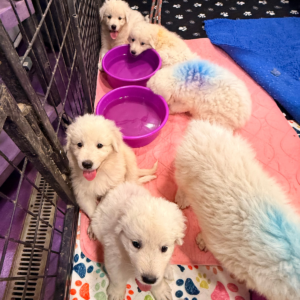 3532473538 Inside Our Maremma Puppy Program