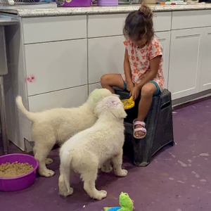 313972931 Inside Our Maremma Puppy Program