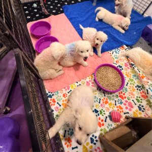 2448596088 Inside Our Maremma Puppy Program