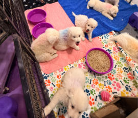 Pippin & Electra Litter 5/26