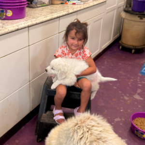 3583902386 Inside Our Maremma Puppy Program