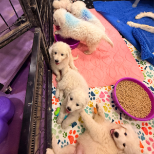 2834440854 Inside Our Maremma Puppy Program