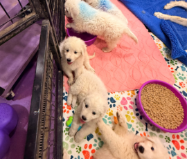 Pippin & Electra Litter 5/26