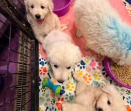 Pippin & Electra Litter 5/26