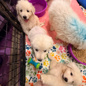 1526691299 Inside Our Maremma Puppy Program