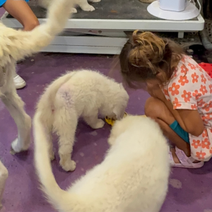 3405944149 Inside Our Maremma Puppy Program
