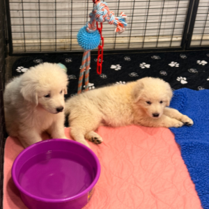 1449567773 Inside Our Maremma Puppy Program