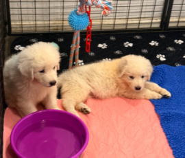 Pippin & Electra Litter 5/26