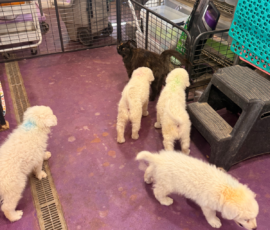 Pippin & Marisa Litter 5/26