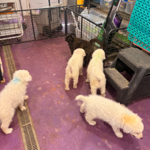 889904831 Inside Our Maremma Puppy Program