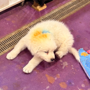 153121175 Inside Our Maremma Puppy Program